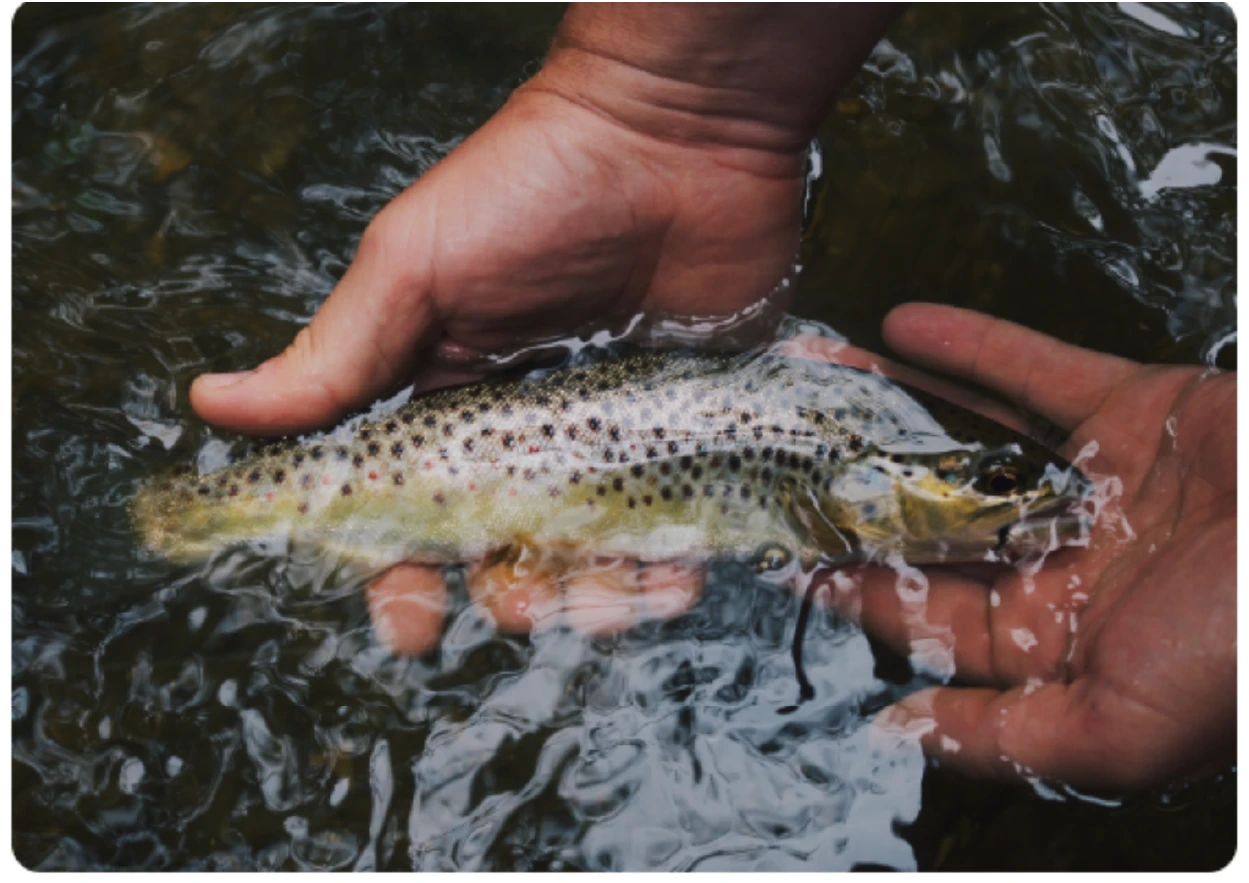 Modifs site Pisciculture77