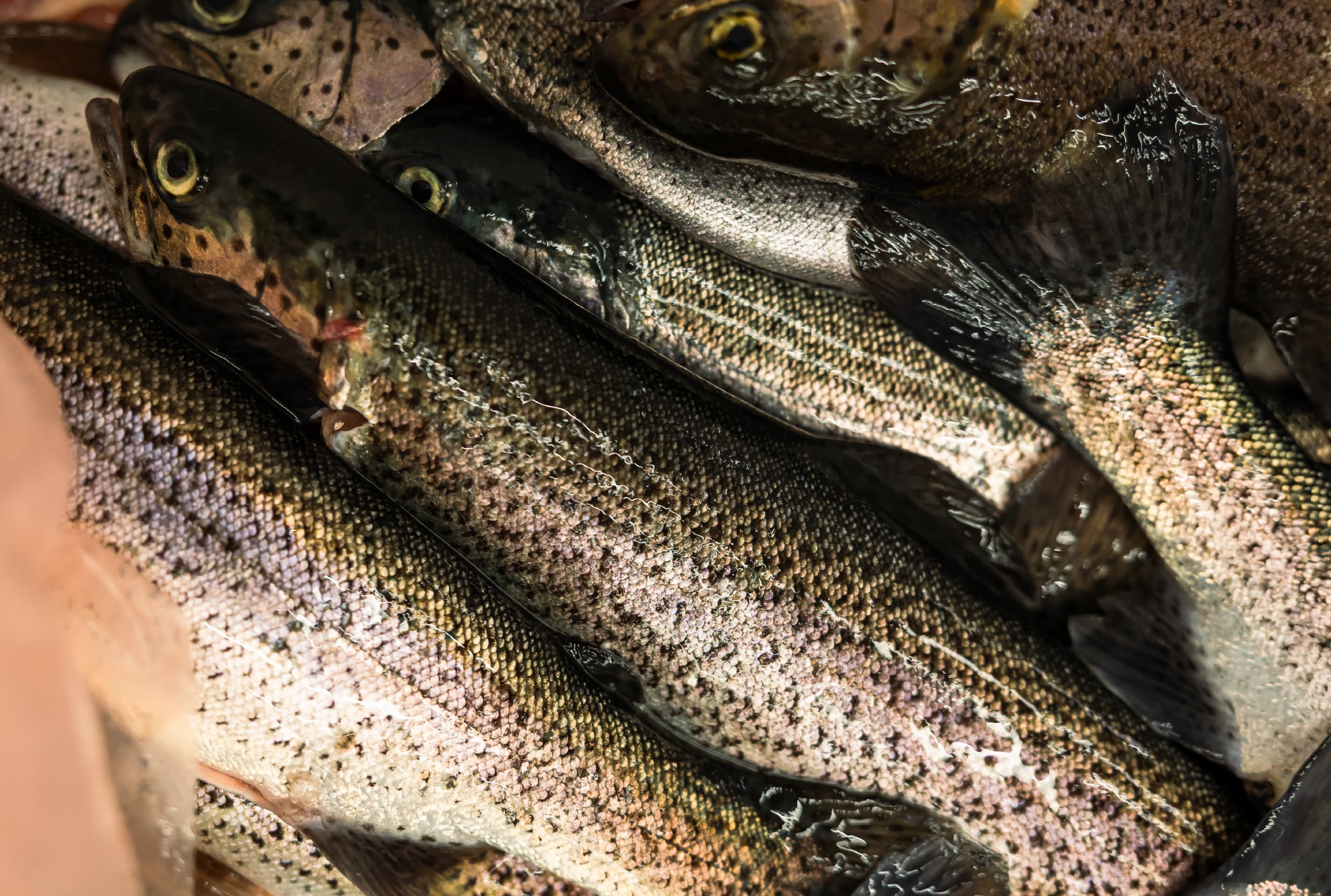 Modifs site Pisciculture copie8