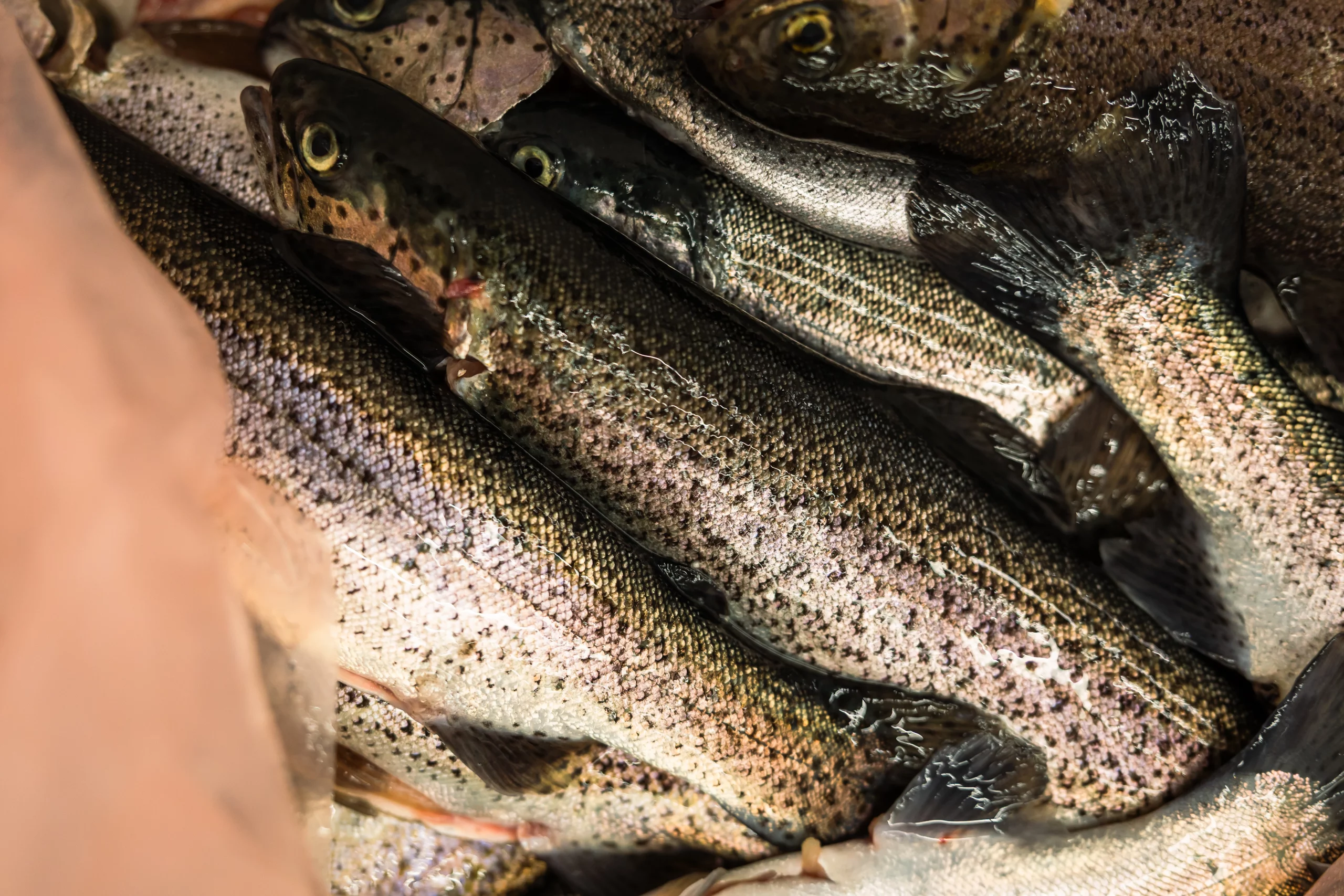 Parcours visiteur - truite arc-en-ciel